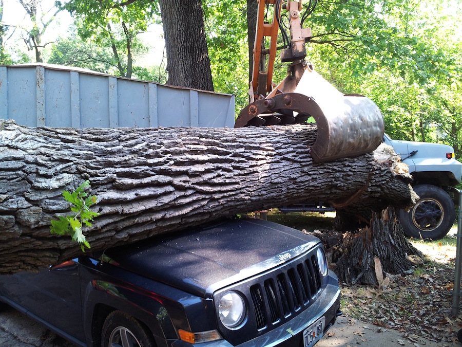 Large Tree Removal 3